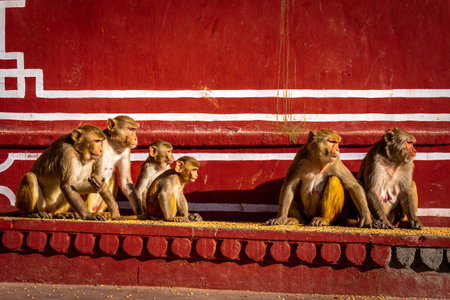 Dec28th2025 Jaipur India. Rhesus macaque (Macaca mulatta) Monkey family in Galta Ji Temple courtyard...