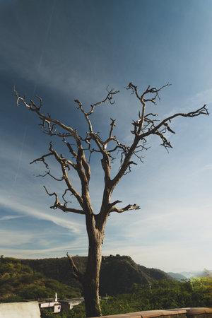 Dramatic autumn scene Jaipur Rajasthan India with leafless tree on Aravalli hilltop against rugged...