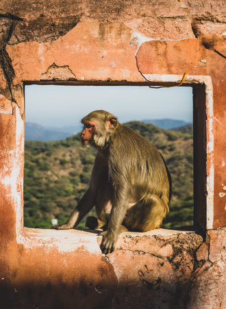 An Indian monkey rhesus macaque (Macaca mulatta) sits perfectly framed in a wall window of Galta Ji Temple courtyard, with the Aravalli hills stretching across the backdrop in Jaipur Indiaの写真素材