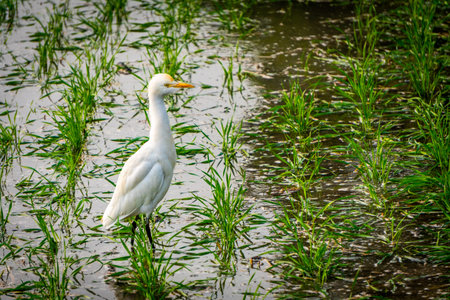 Cattle egret Ardea ibis feeding in rice paddy farmland with standing water in Uttarakhand India