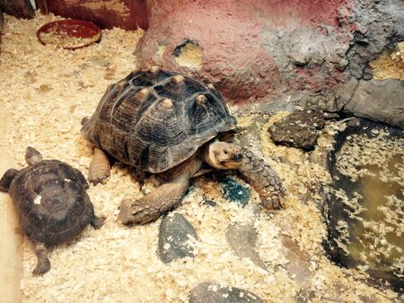 Small and big turtle on photo.の写真素材