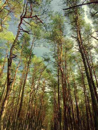 Forest with tall trees on picture.の写真素材