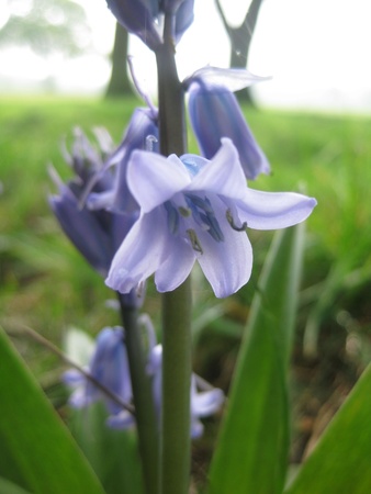 flowerの写真素材