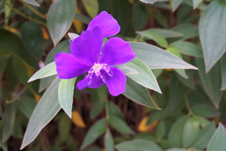 Botanical Jd Flowers and butterfly in nature