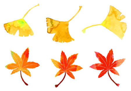 Watercolor maple and ginkgo cut-out illustrations (leaf vein is layer)のイラスト素材