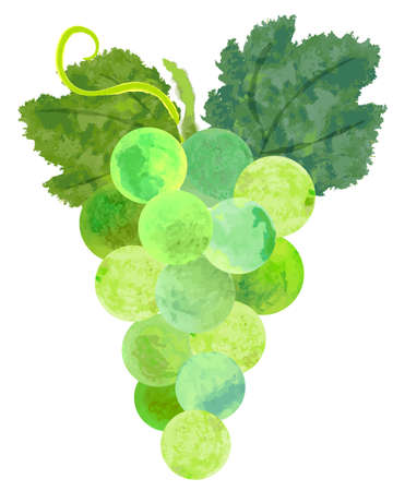 watercolor Green grapes and leavesのイラスト素材