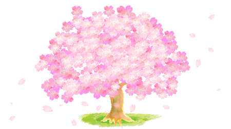 watercolor cherry blossom blooming and petalsの写真素材