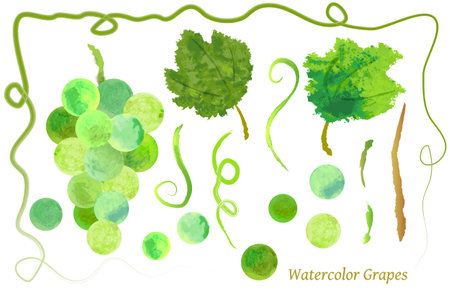 Watercolor Green Grape Icon Parts Setのイラスト素材
