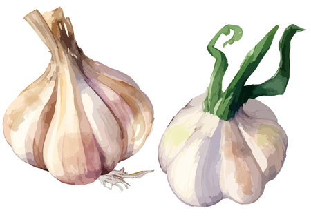 Watercolor garlic and sprouted garlic (generative AI)の素材