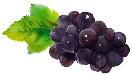 Watercolor style grapes vector illustration (generated AI)の素材