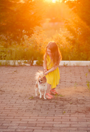 The little girl holding the leash of a small dog breed Chihuahua,outdoors,at sunsetの写真素材