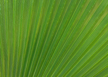 Background of green palm leaves. Striped structure. Long stripesの写真素材
