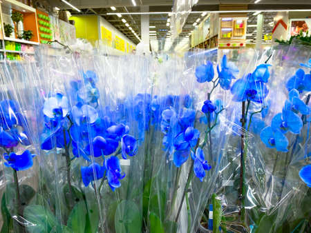 Blue orchid. A lot of flowers on the shelf in the store, in the supermarket. Ready for sale. Wrapped in a polyethylene packagesの写真素材