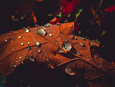Amazing picture of orange leaf, artistic processing for wallpaper or website design, beautifulの写真素材