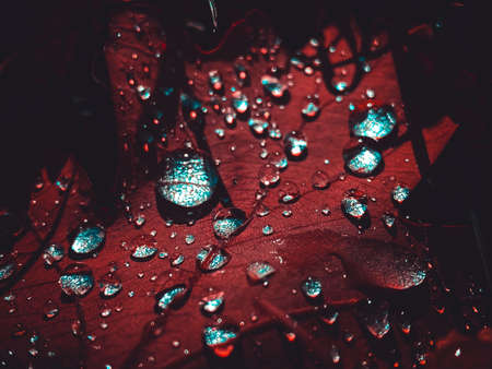 Amazing picture of red and turquoise leaf, artistic processing for wallpaper or website design. Drops after rainの写真素材