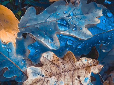 Amazing blue and beige, light brown leaves, artistic processing for wallpaper or website design, beautifulの写真素材
