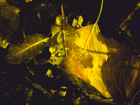 Amazing bright yellow leaves, artistic processing for wallpaper or website design, beautifulの写真素材
