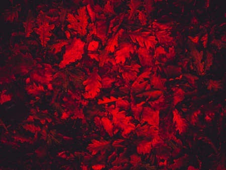 Bright red leaves, artistic processing for wallpaper or website design, beautiful