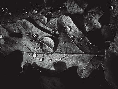 Amazing picture of black and white leaves, artistic processing for horizontal wallpaper or website design, beautifulの写真素材