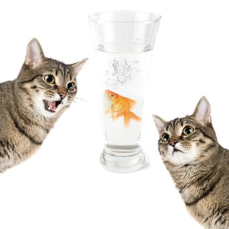 Two cats and gold fish in a bowl isolated on whiteの写真素材
