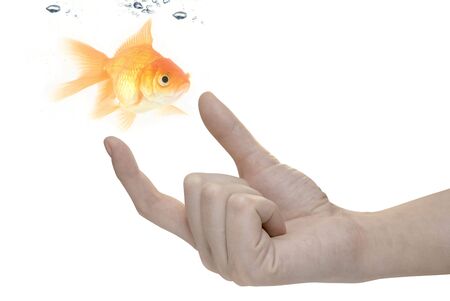 gold fish at human hand isolated on whiteの写真素材