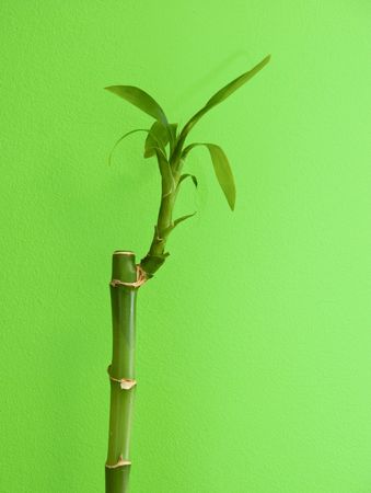 Bamboo plant on green backgroundの写真素材