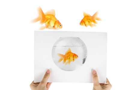 Photo of gold fish isolated on white backgroundの写真素材