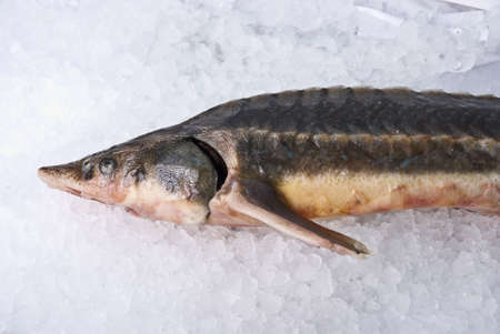 sterlet fish isolated on the ice backgroundの写真素材