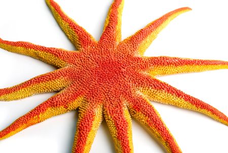 starfish closeup isolated on a white background