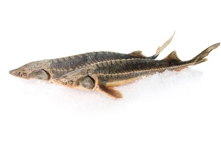 two sterlet fish isolated on a white backgroundの写真素材
