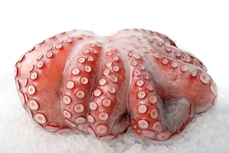 Photo of octopus closeup on the ice background
の写真素材