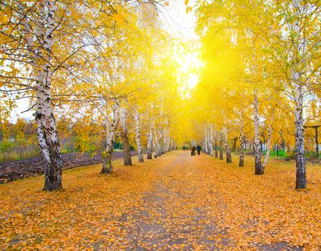 Sunlight at the Forest in autumnの写真素材