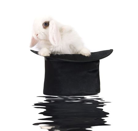Little rabbit at black hat with reflection isolated on a white backgroundの写真素材