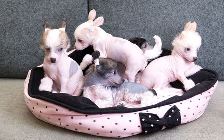 chinese crested puppy dogs in front at sofaの写真素材