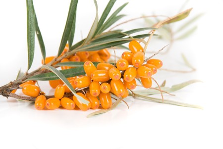 Cluster mature orange sea-buckthorn berries with leaves on a whiteの写真素材