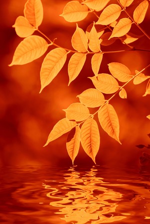 autumn leaves reflecting in the water, shallow focusの写真素材