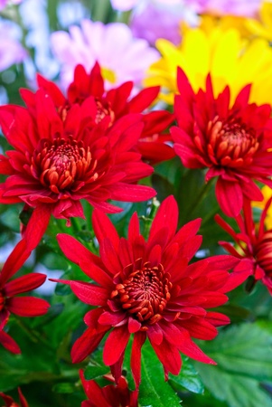 beauty color chrysanthemum flowers close upの写真素材