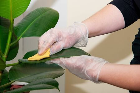 Girl at gloves cleaning ficus plant by wet sponge
