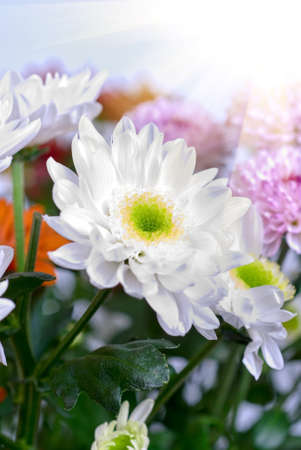 beauty white chrysanthemums flowers close upの写真素材