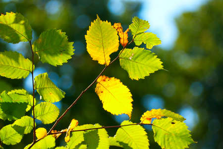Beautiful green leaves make pattern bright backgroundの写真素材