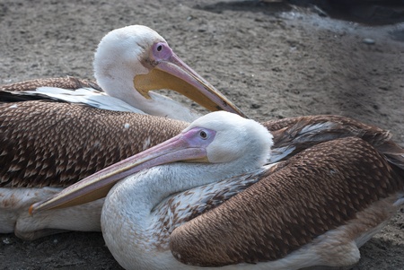 Photo of great white pelicans closeup - Pelecanus onocrotalusの写真素材