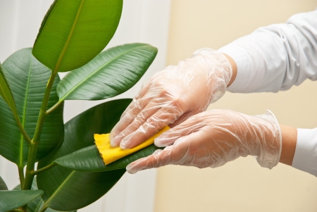 Hand at gloves cleaning ficus plant by wet spongeの写真素材
