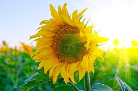 beautiful sunflowers at field with blue sky and sunburstの写真素材