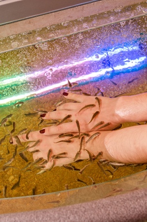 Fish therapy for skin of hand at spaの写真素材