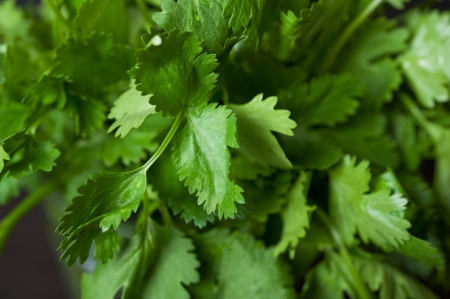 Cilantro closeup on dark table backgroundの写真素材