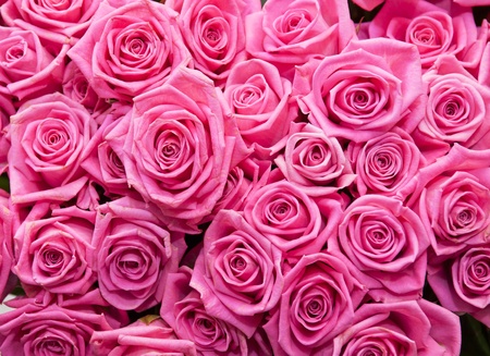 pink natural roses backgroundの写真素材