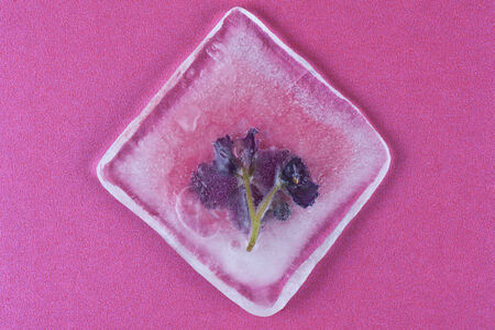 Beautiful violet flowers frozen at iceの写真素材