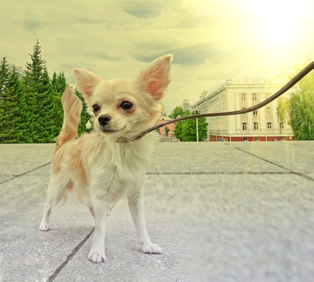dog in the city background, walking with chihuahua puppyの写真素材