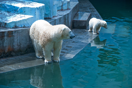 White bears photo at zooの写真素材