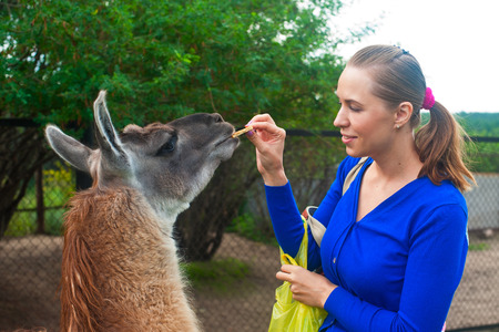 Young attractive woman feeding lamaの写真素材